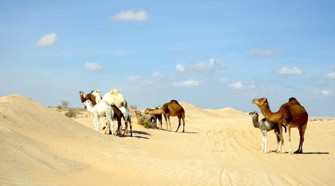 Oases, Dunes, Desert – Traveling the South of Tunisia
